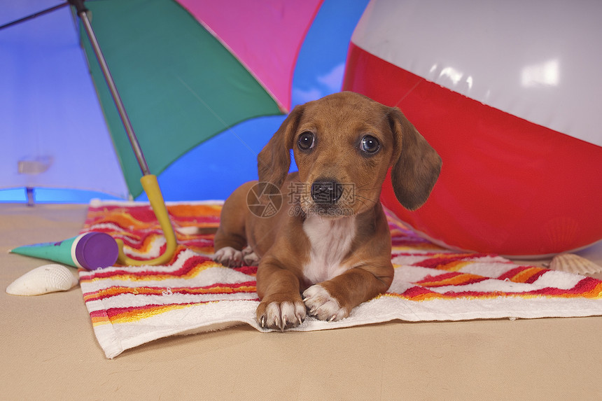 沙滩上撑着伞的狗狗图片