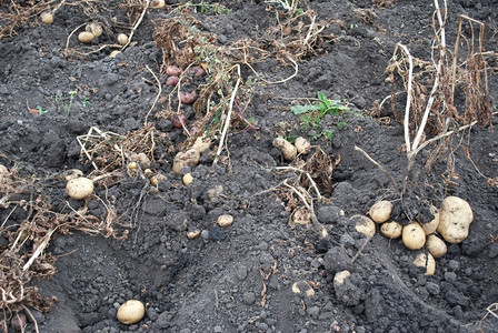 地球新鲜马铃薯修补土壤图片
