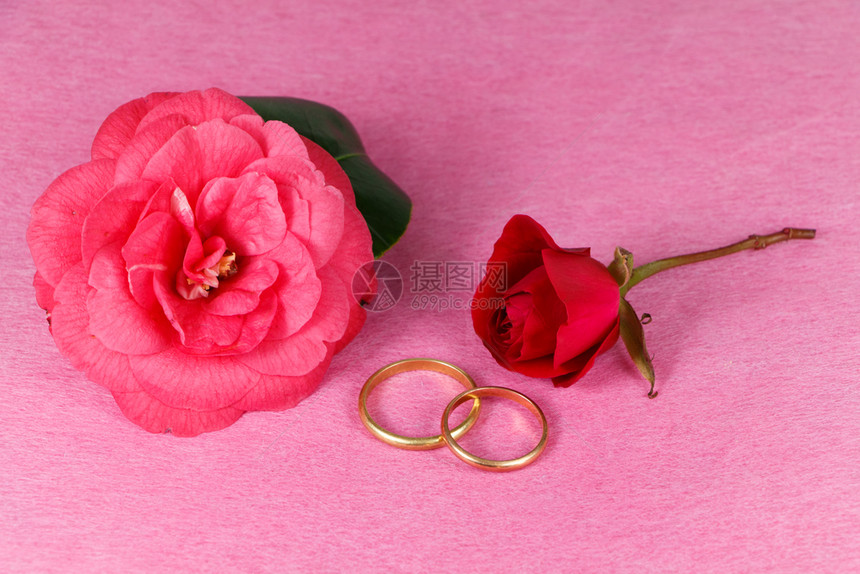 两个结婚戒指红玫瑰和粉色骆驼花用于华伦天人节粉色的订婚庆典图片