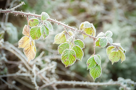 季节冬天荆棘覆盖在一层霜冻中的易燃植被图片