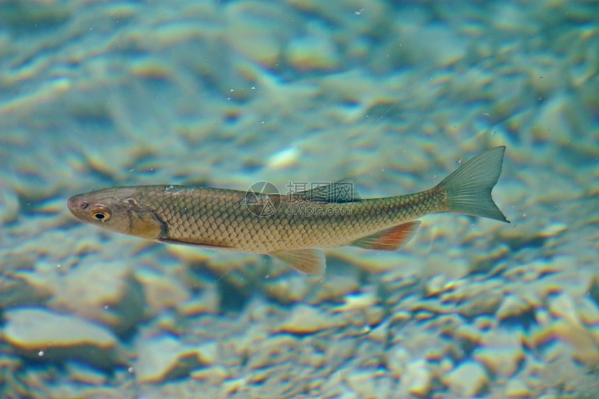 河大鳟鱼在普利维茨湖清水中游泳钓鱼团体图片
