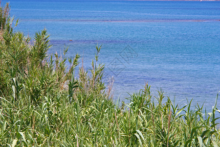 海滩旁边的芦苇图片