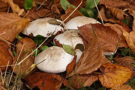 菌自然秋天在草地里放蘑菇和枯叶白色的图片