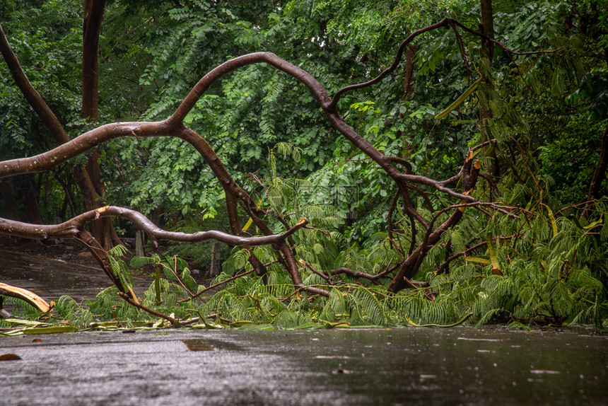 被封锁绿色雨水暴后在森林中倒塌的树碎片块路木和障碍灾难图片