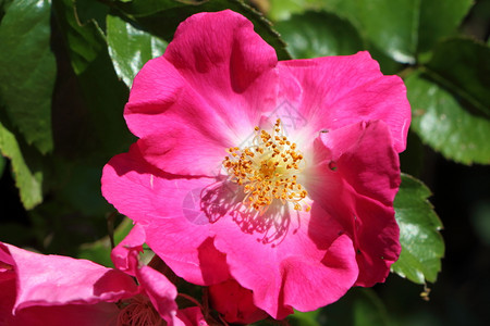 自然园丁荒野粉红色鲜花的狗玫瑰图片