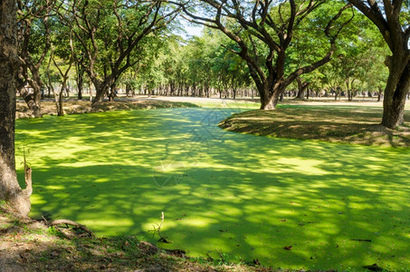 Sukhothai历史公园绿沼泽环境树森林图片