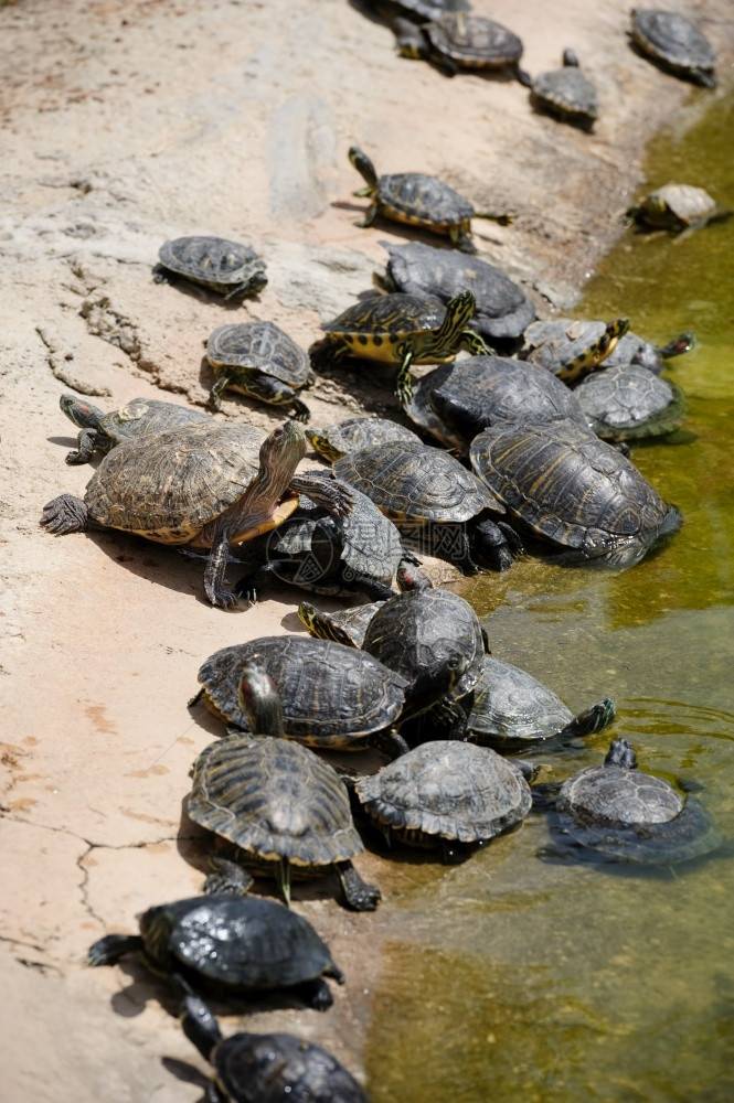小海龟群在水边的域缘重新中转小海龟群在水边的具体年轻自然图片