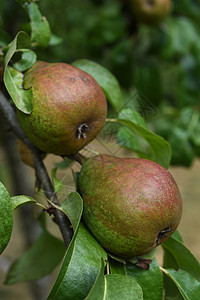 水果分支美丽的树枝上挂着两颗新鲜的梨子农场图片