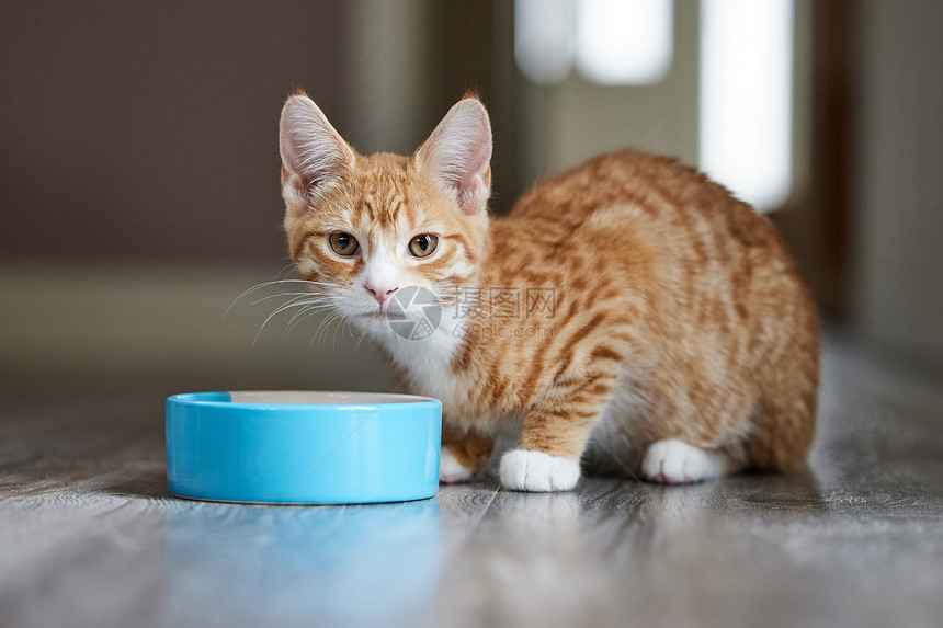 正在吃食物的可爱猫咪图片