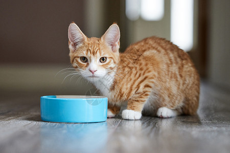 正在吃食物的可爱猫咪图片