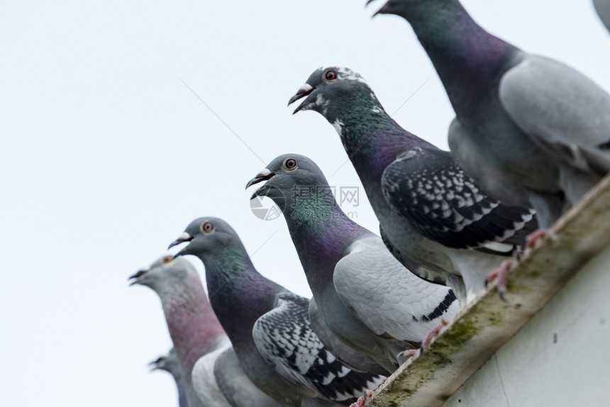 一群赛速鸽子在艰苦飞行后安睡在家里屋顶上疲劳的羽毛团体图片