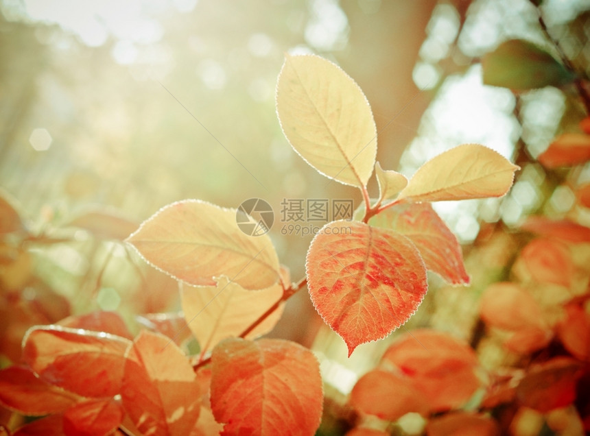 秋季阳光下的树叶图片