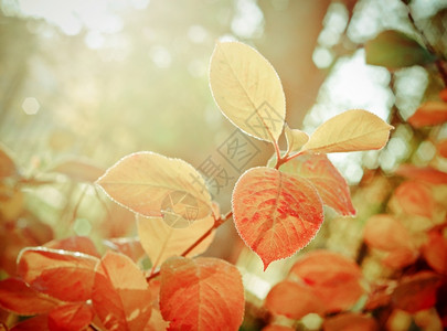秋季阳光下的树叶图片