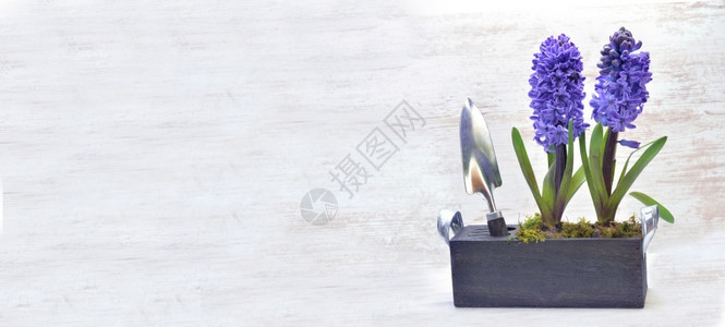 园艺装饰在盒子里用铲打在白底的色背景上植物图片