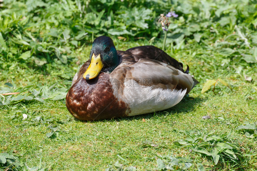 鸭嘴兽说谎喙在河岸的草地上躺着马拉德鸭图片
