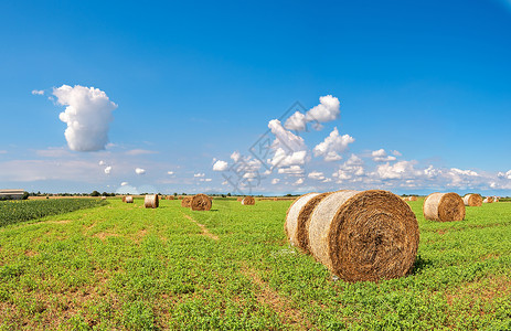 生长稻草景观在收获的田地和蓝天空中环干草圈云层笼罩着大地全景图片