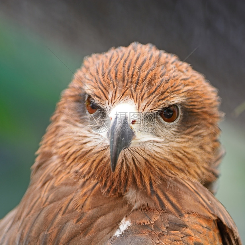 棕鸟黑KiteMilvus偏头痛脸部简介野生动物账单自然图片