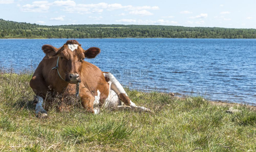 户外湖在挪威渡湾海滩附近的草地上躺着棕褐牛绿色图片
