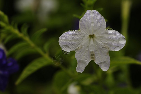白色花朵上的露珠图片