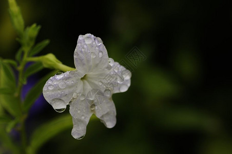 白色花朵上的露珠图片