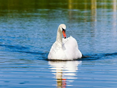 蓝色的白天鹅在湖边游泳河波纹图片