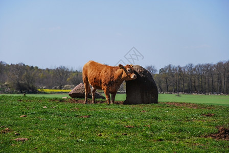 动物草地阳光中的棕色奶牛在绿地上从斯韦登的奥兰一种图片