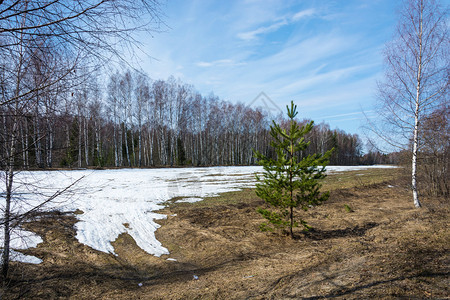 乡村的场地残余物一片小农业田地有雪残留其背景是浅地的白树林和绿松以及图片