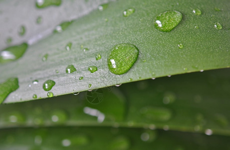 自然带雨滴的叶子研究商业背景图片