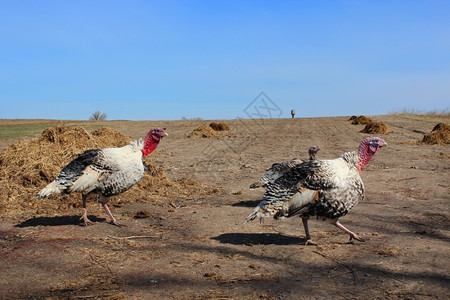 国外奔跑素材红色的栅栏火鸡在国外野飞行的火鸡机在该国去村庄背景