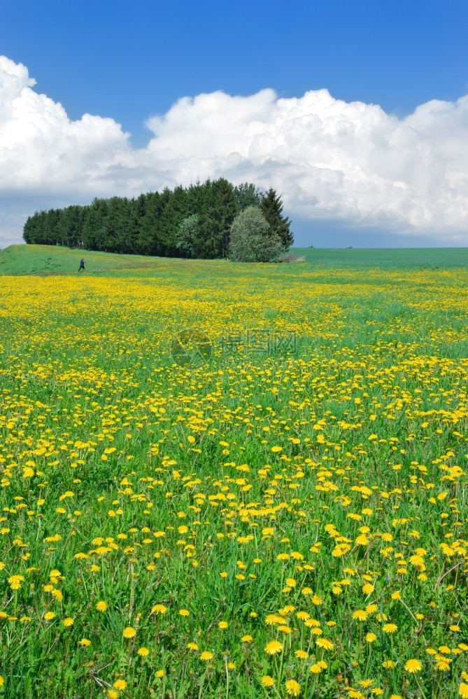 新鲜的5月绿草地覆盖着黄花朵蓝天云彩雨自然树木图片