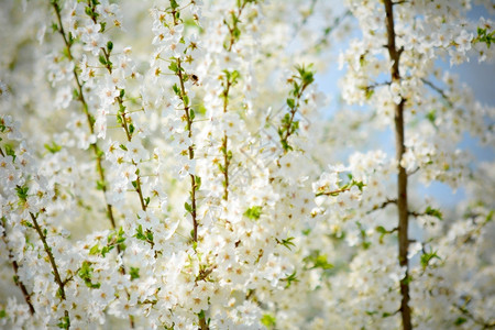 春日的樱花美景图片