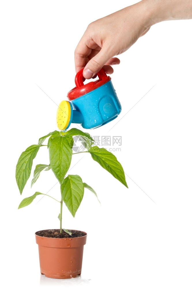 颜色花园手用彩水罐倒在植物上一种图片