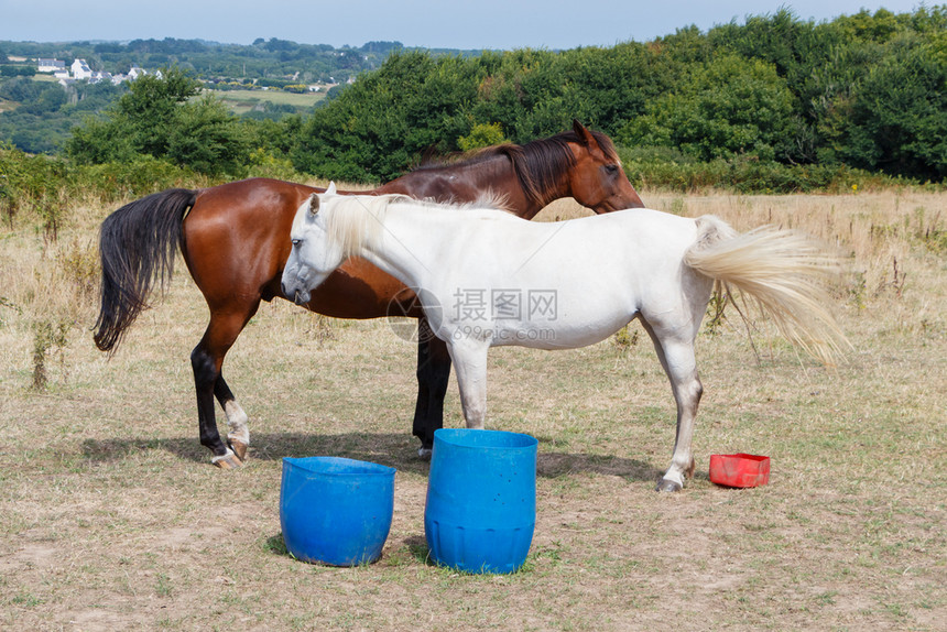 马术夏天在布列塔尼的一个田地里两匹海湾马和白桶鬃毛图片