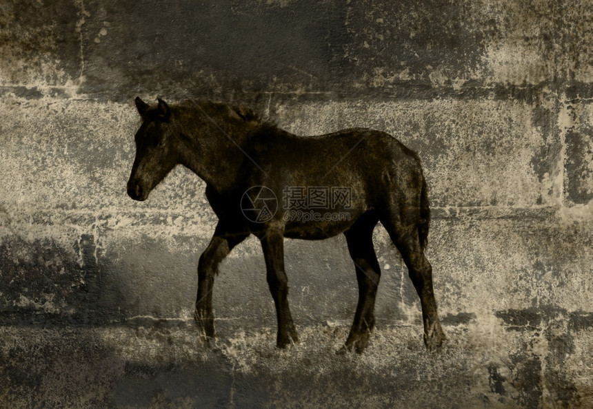 在冷砖墙上行走的马涂鸦自然结石的图片