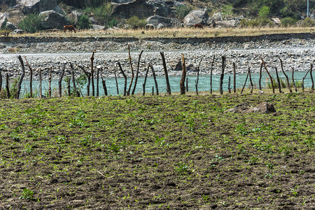 农业河岸上一个小土豆田在尼泊尔桑节春天一种生长图片