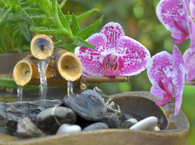 花的粉红色兰穿上一点装饰的竹子喷泉花朵绿色图片