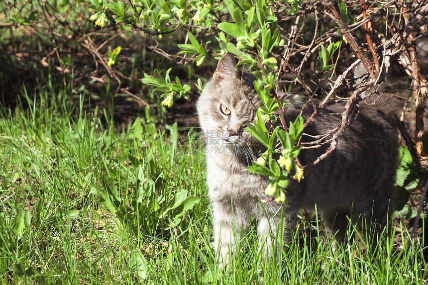 花园里的一条纹灰猫在蜂蜜树上痒抚摸年轻的晒太阳图片