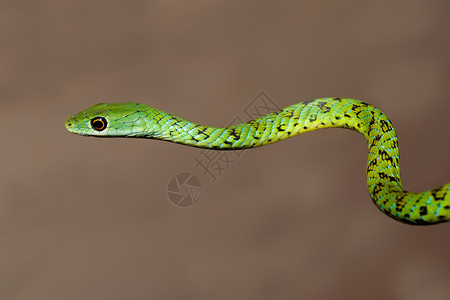 杂色蛇厂爬虫自然高清图片