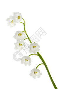 白色的花朵背景图片