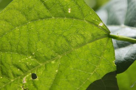 夏天植物绿叶与带细胞结构的灯光对抗绿叶自然图片