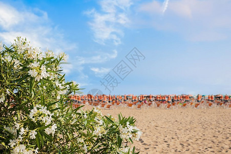 户外盛开的奥利安德在蓝天空模糊的背景中海滩和雨伞比昂意大利自然纳达林图片