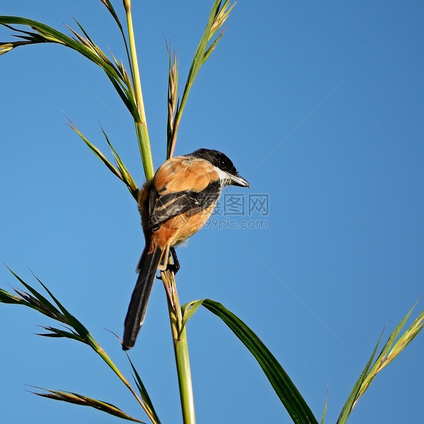长尾ShrikeLaniusSchach站在草枝上鸟沙赫亚洲图片