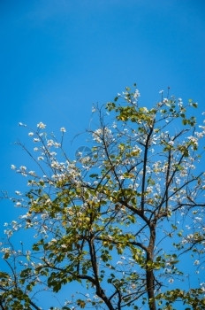 细节荒野旅行白色花朵和蓝天空的密闭图片