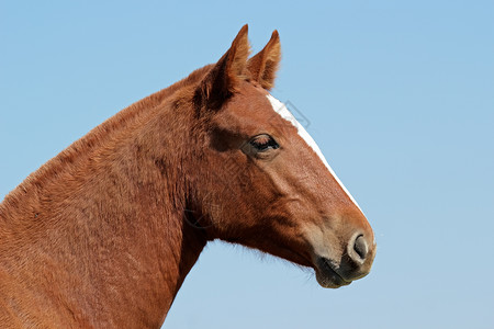 棕色马匹对蓝天的肖像驯服鬃毛农田背景图片