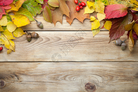 秋季树叶背景图片