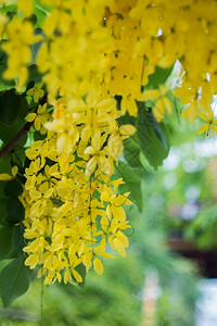 带有bokeh背景的金花朵博基植物群阿育吠陀图片