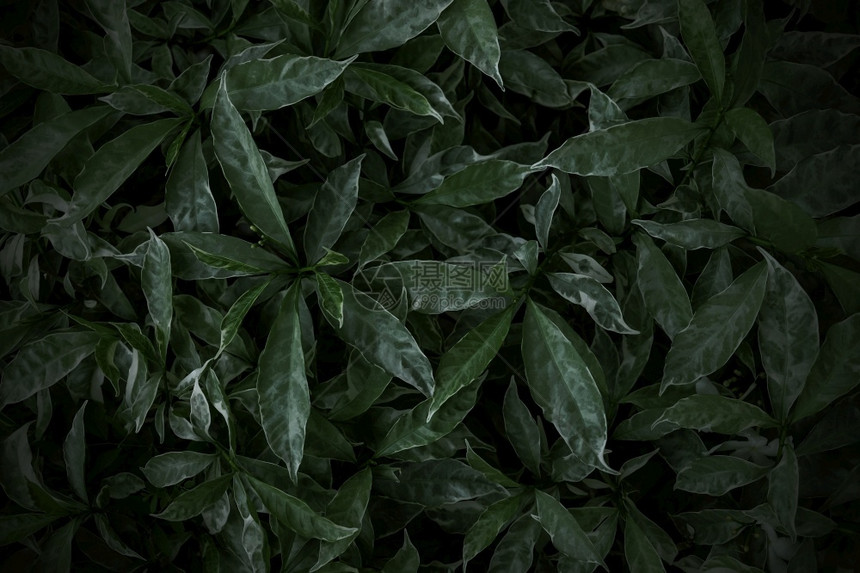 绿色树叶质料背景天然壁纸环境新鲜的黑暗图片