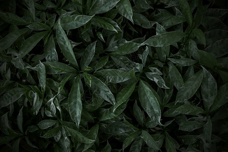 绿色树叶质料背景天然壁纸环境新鲜的黑暗背景图片