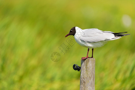黑色只黑头鸥极带头黑海鸥坐在草地上的木杆鸟背景