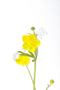 黄花果金的工作室植物图片